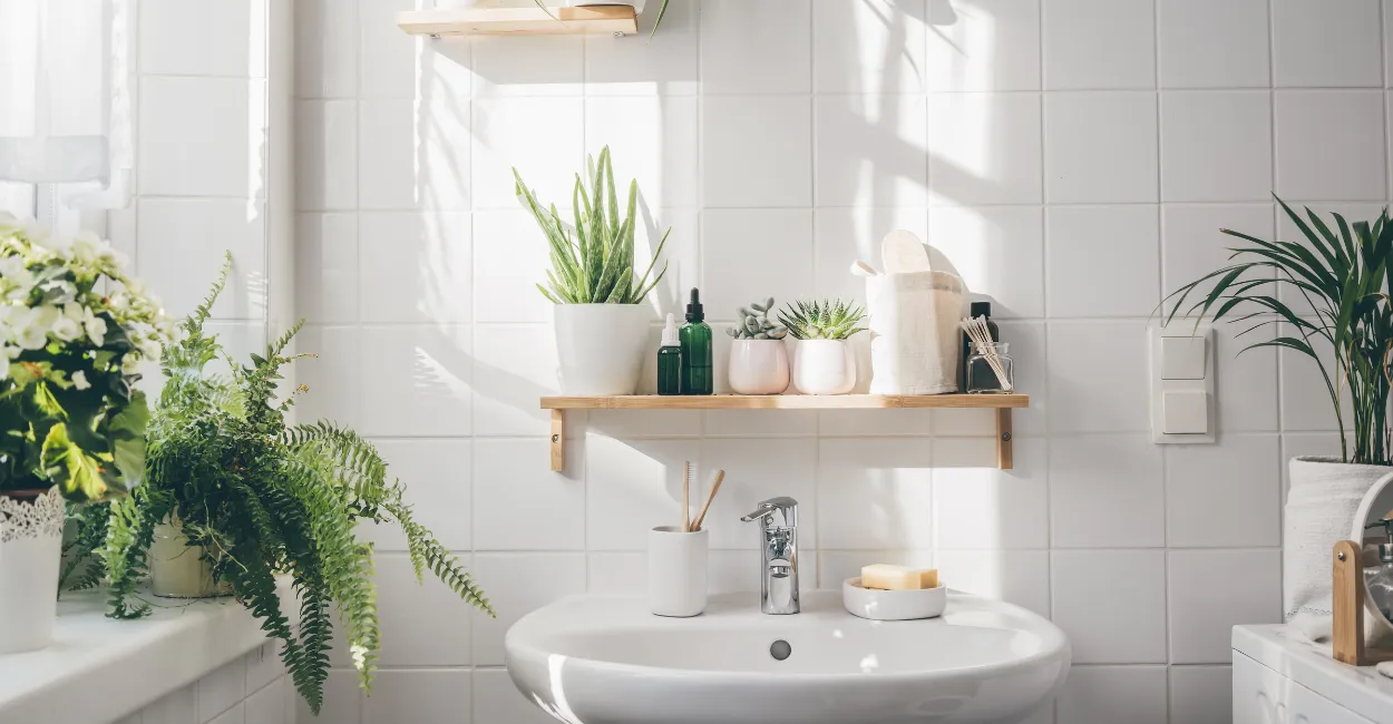 Plantas para banheiro