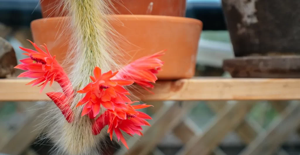 Imagem Canva Pro (2)