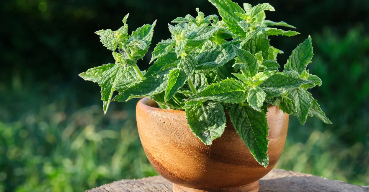 Imagem Canva Pro (2)