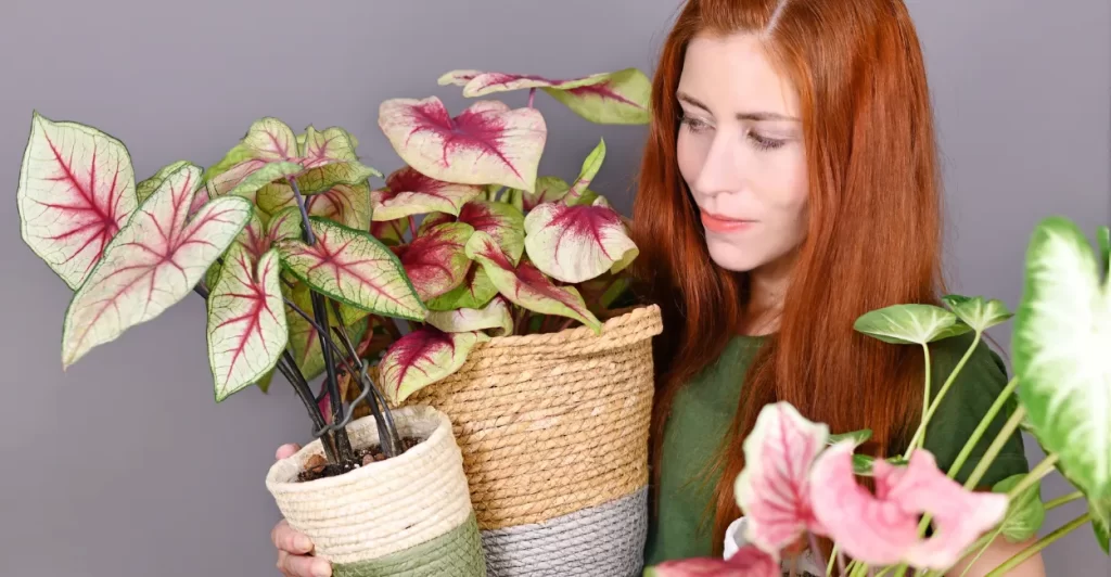 Imagem Canva Pro (6)