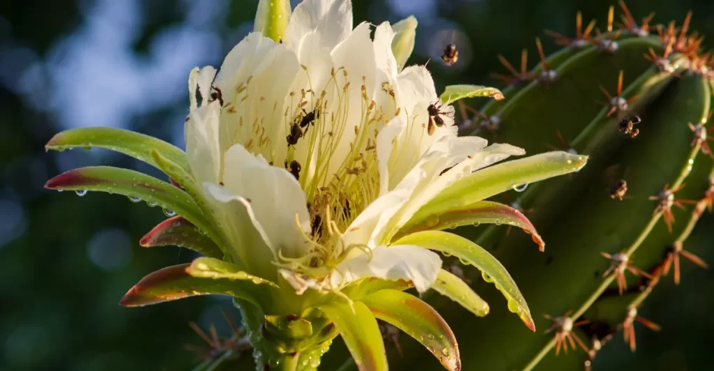 Mandacaru Imagem Canva Pro