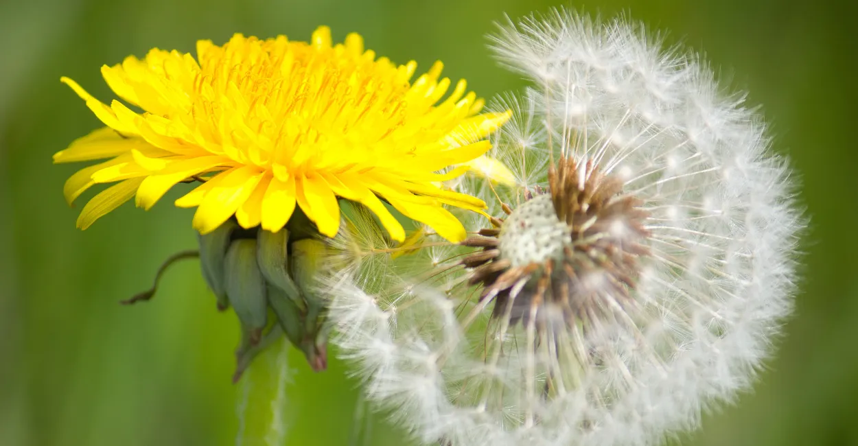 Misterios dente de leao