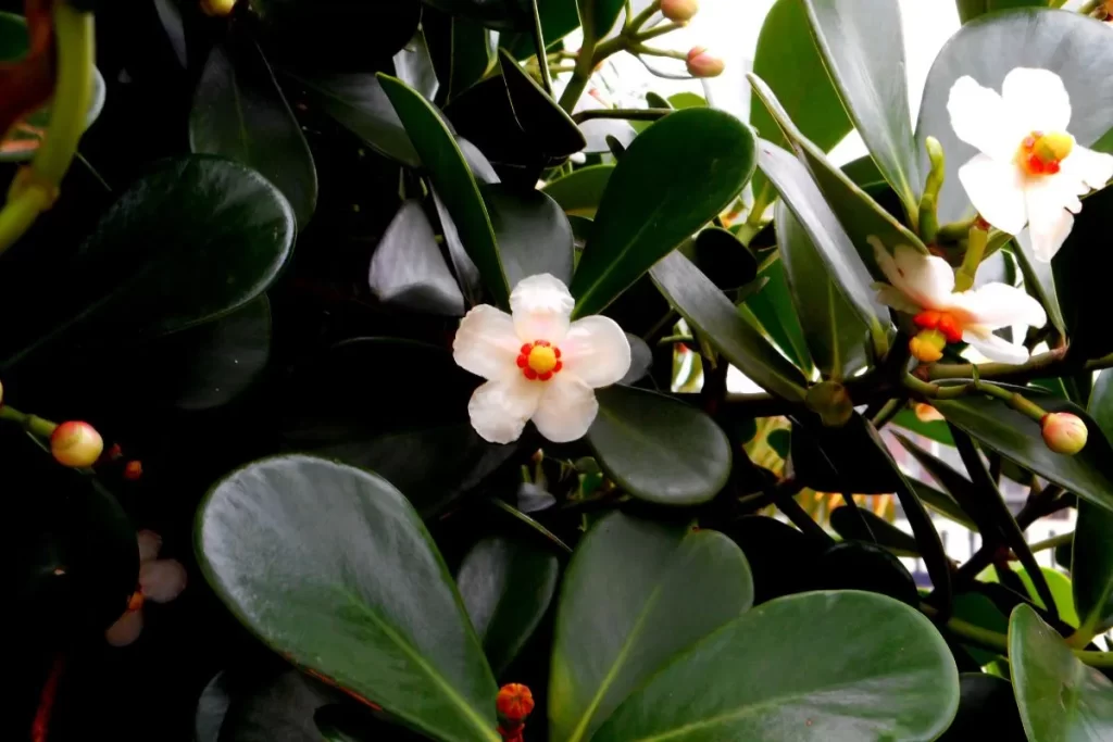 Plantas para jardim externo com muito sol Clúsia Imagem Canva pro