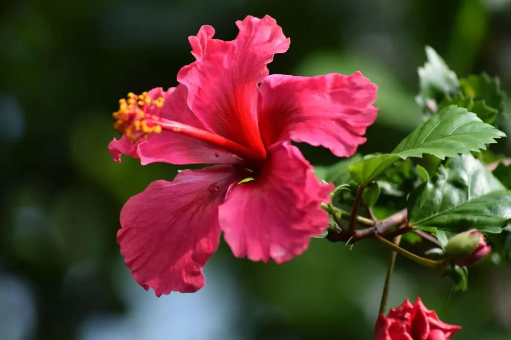 Plantas para jardim externo com muito sol Hibisco Imagem Canva pro