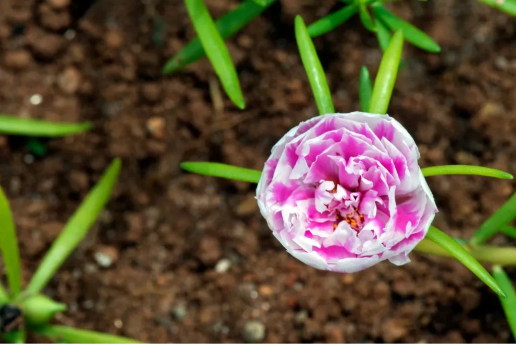 Plantas para jardim externo com muito sol Onze Horas Imagem Canva pro (1)