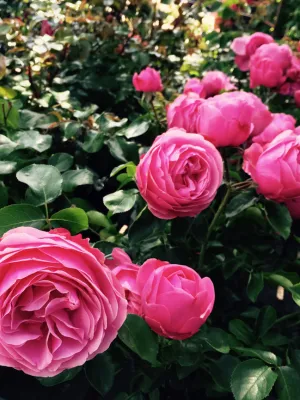 Rosas Antigas ou de Jardim