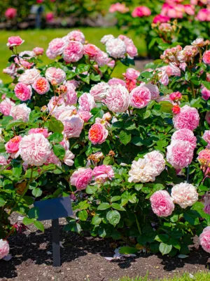 Rosas Floribundas