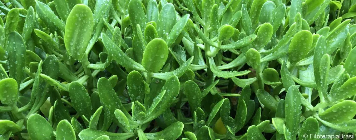 Sedum dendroideum (2)