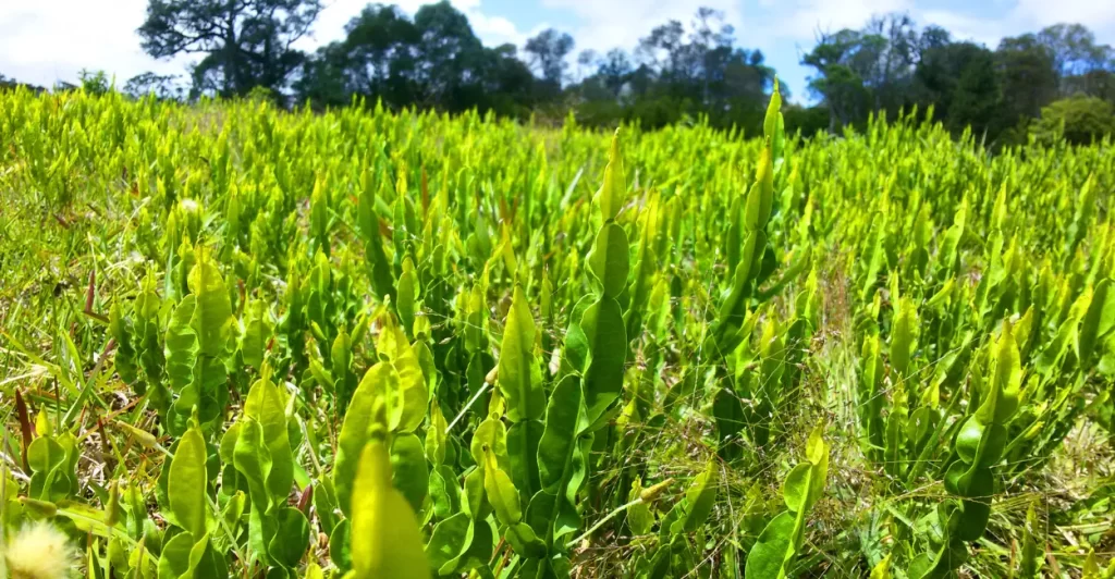 carqueja beneficios cultivo zabryel (2)