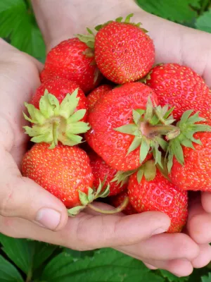 como plantar morangos em casa (2)