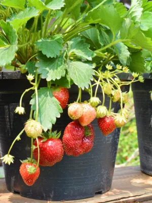 como plantar morangos em casa (3)
