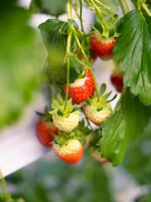 como plantar morangos em casa (4)