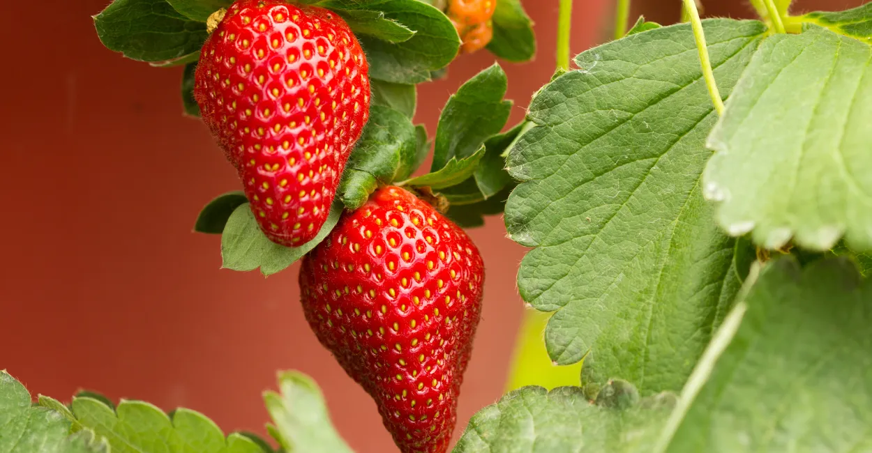 como plantar morangos em casa zabryel