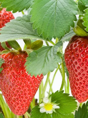 como plantar morangos em casa