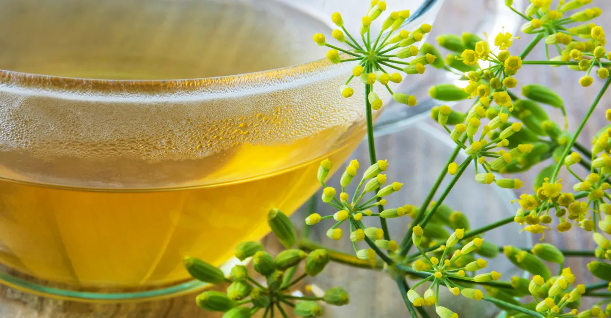 erva doce Imagem Canva Pro