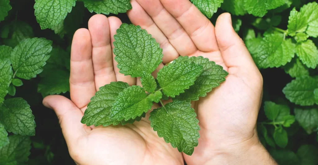 hortela Imagem Canva Pro