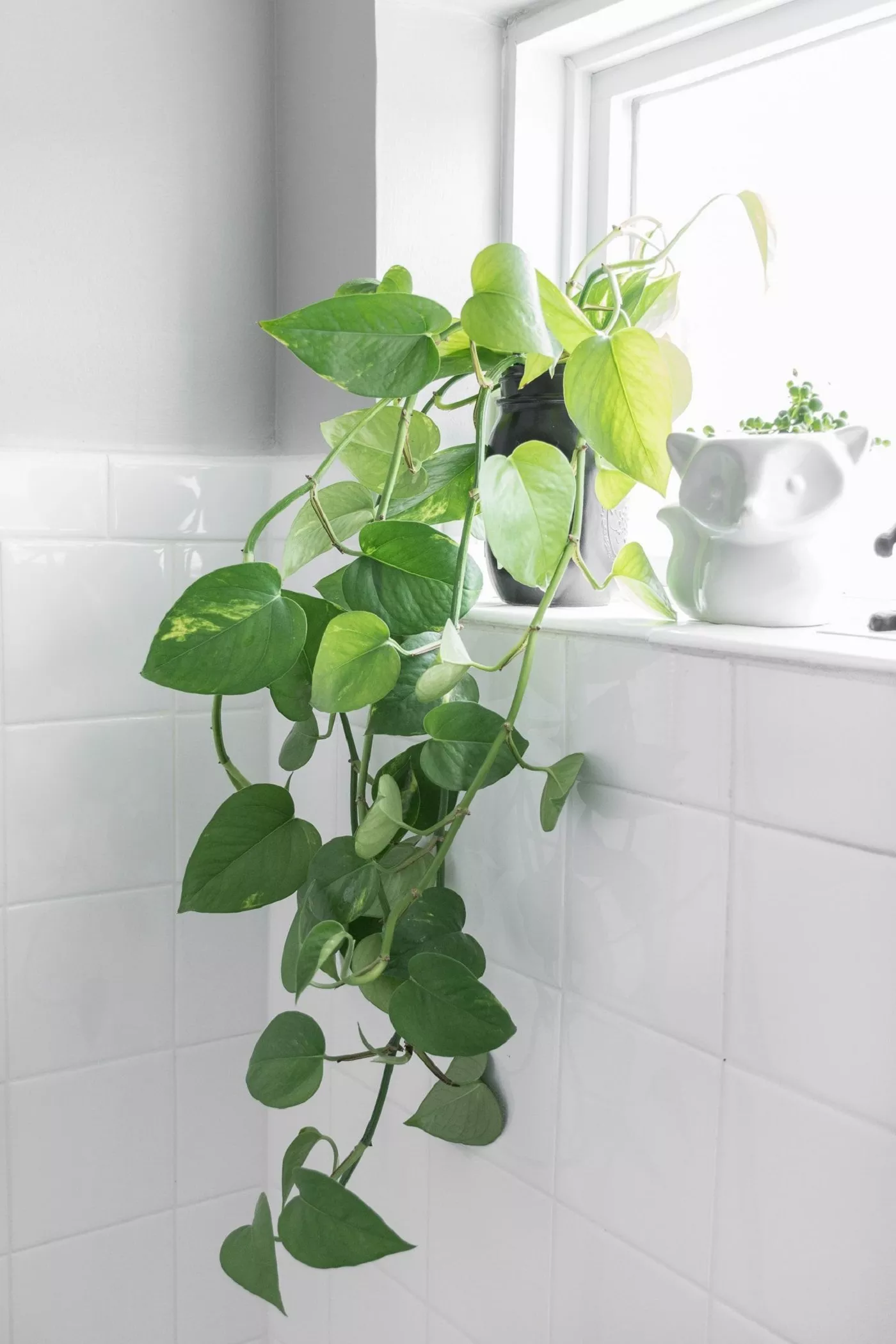 jiboia_4 5 Plantas que Purificam o Ar e Sobrevivem em Ambientes Fechados