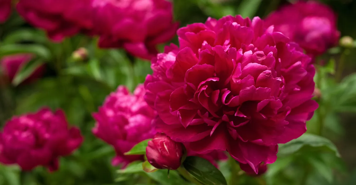 peonia capa zabryel html