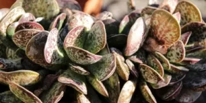 Adromischus-Maculatus-300x150 Qual é a Suculenta Mais Rara do Mundo? Descubra Espécies Exóticas que Encantam Colecionadores