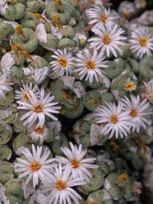 Conophytum-Globosum-suculenta-rara-1 Qual é a Suculenta Mais Rara do Mundo? Descubra Espécies Exóticas que Encantam Colecionadores