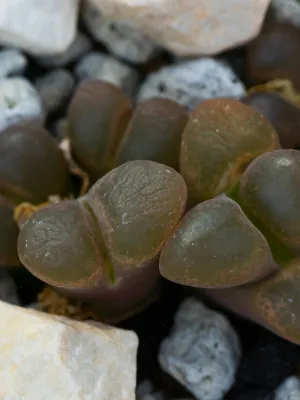 Conophytum-Globosum-suculenta-rara Qual é a Suculenta Mais Rara do Mundo? Descubra Espécies Exóticas que Encantam Colecionadores