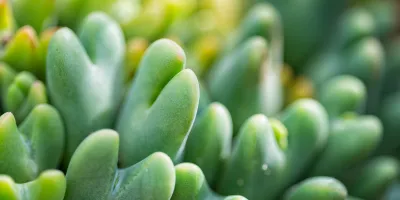 Conophytum-burgeri-suculenta-mais-rara-do-mundo Qual é a Suculenta Mais Rara do Mundo? Descubra Espécies Exóticas que Encantam Colecionadores