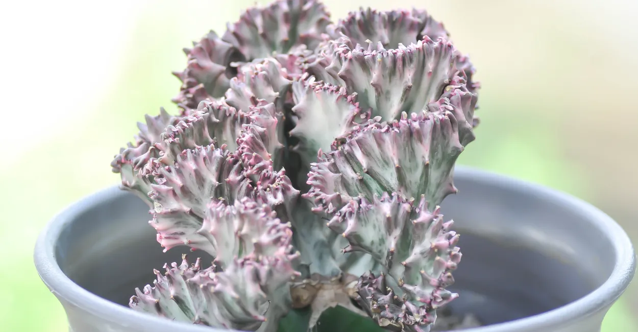 Euphorbia Lactea Cristata (4)