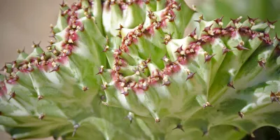 Euphorbia-Lactea-Cristata Euphorbia Lactea Cristata: A Fusão Misteriosa que Criou uma Obra de Arte Natural