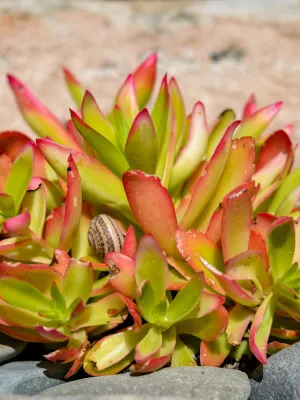 Suculenta-Rara-Crassula-Capitella-Imagem_-Canva-Pro-Zabryel-1 Qual é a Suculenta Mais Rara do Mundo? Descubra Espécies Exóticas que Encantam Colecionadores