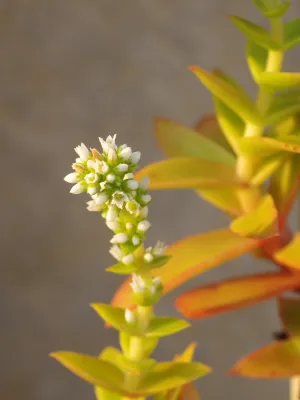 Suculenta-Rara-Crassula-Capitella-Imagem_-Canva-Pro-Zabryel Qual é a Suculenta Mais Rara do Mundo? Descubra Espécies Exóticas que Encantam Colecionadores