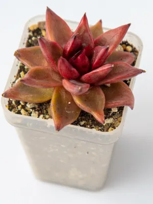 Suculenta-Rara-Echeveria-Agavoides-Celestia-Imagem_-Canva-Pro-Zabryel-1 Qual é a Suculenta Mais Rara do Mundo? Descubra Espécies Exóticas que Encantam Colecionadores