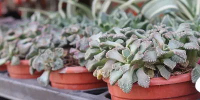 Titanopsis-Calcarea Qual é a Suculenta Mais Rara do Mundo? Descubra Espécies Exóticas que Encantam Colecionadores