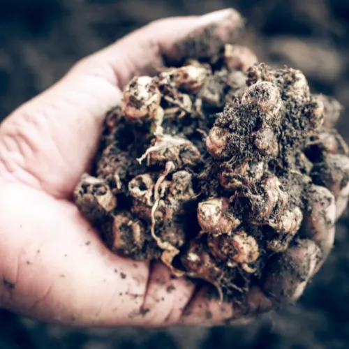 como plantar gengibre na terra (1)