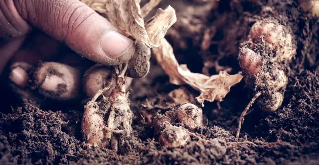 como plantar gengibre na terra