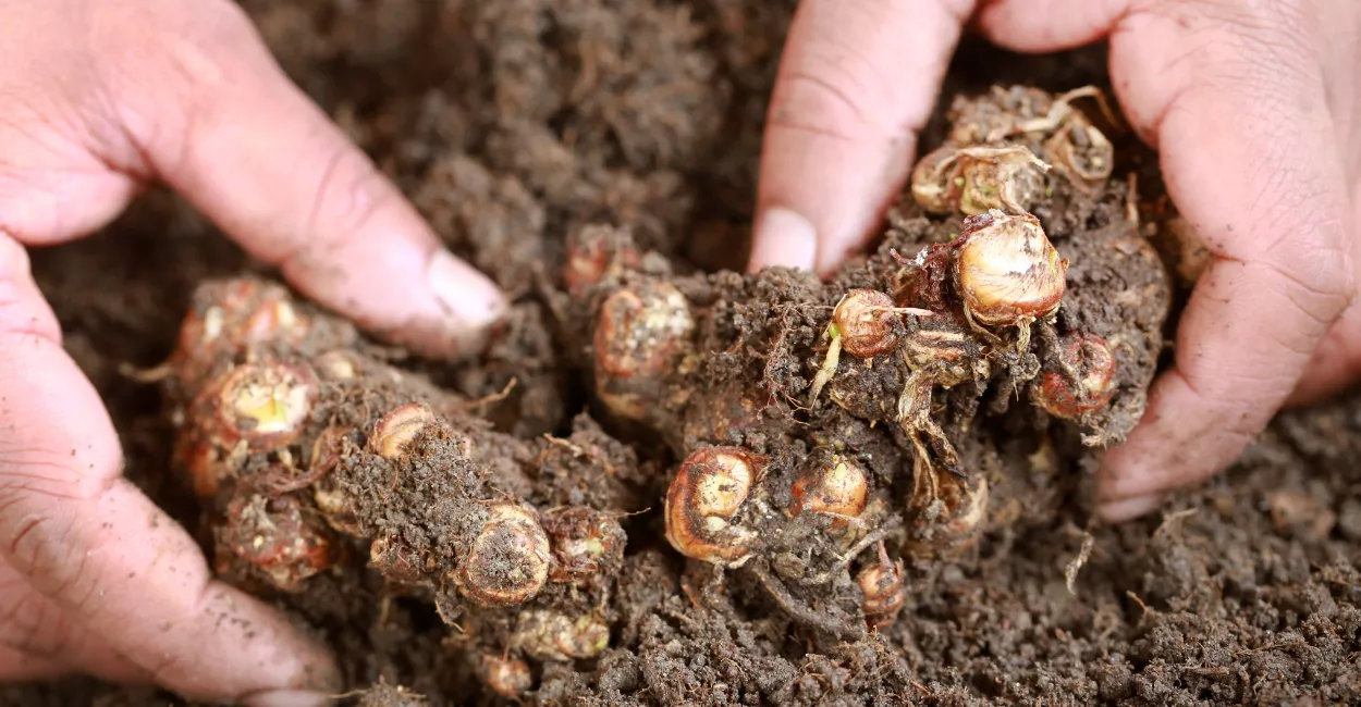 como plantar gengibre na terra (2)