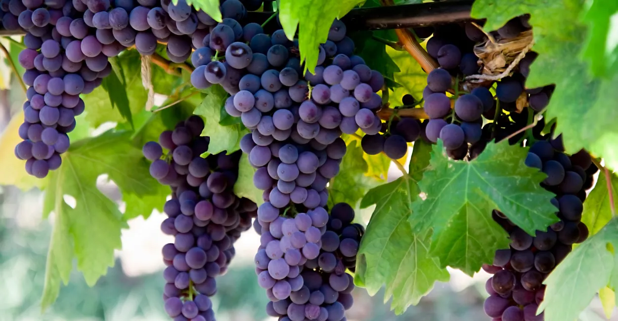 como plantar uva em casa (2)