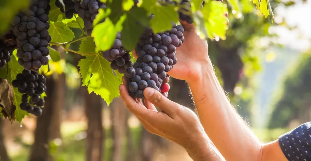 como plantar uva em casa (3)