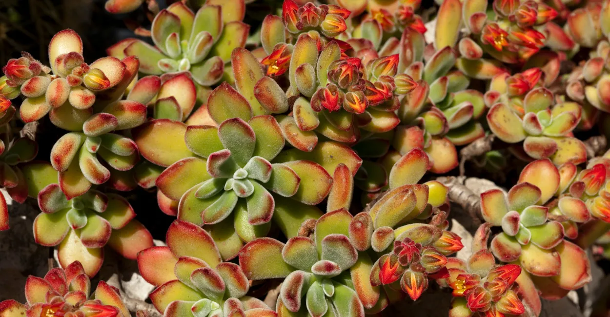 echeveria cuidados tipos propagacao