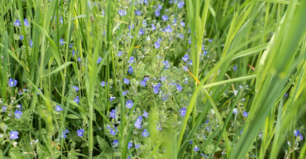 gervao beneficios e como usar cha