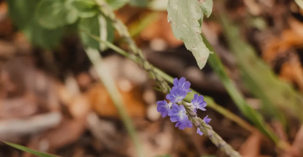 gervao beneficios e como usar cha (2)