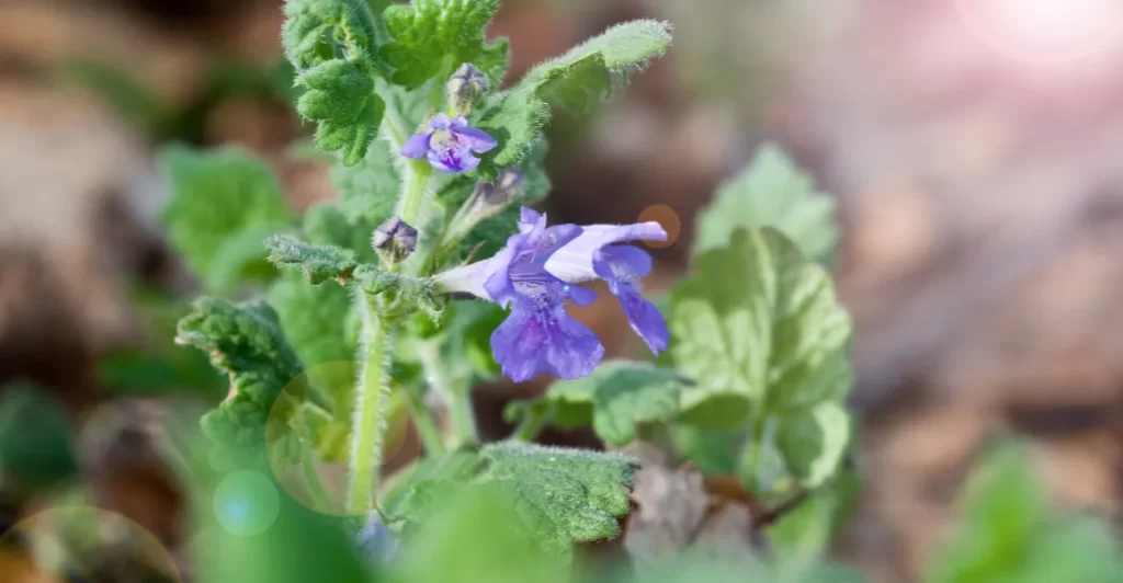 gervao beneficios e como usar cha (3)