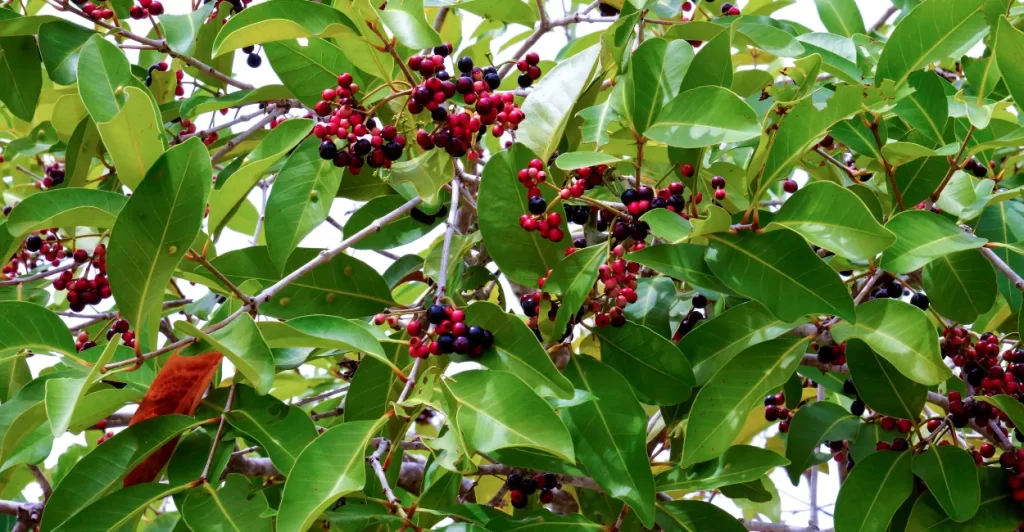 jambolao segredo natural emagrecer viver melhor (1)