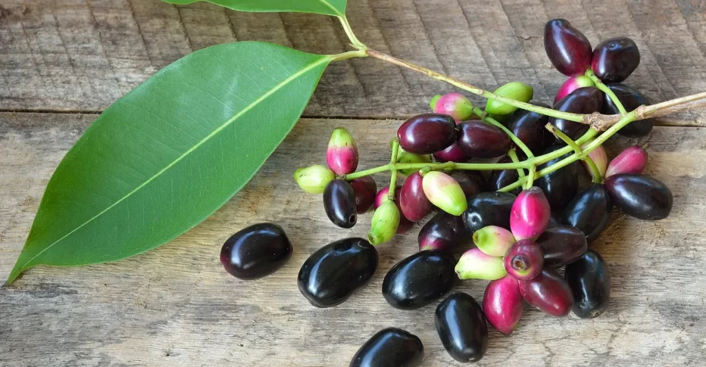 jambolao segredo natural emagrecer viver melhor (2)