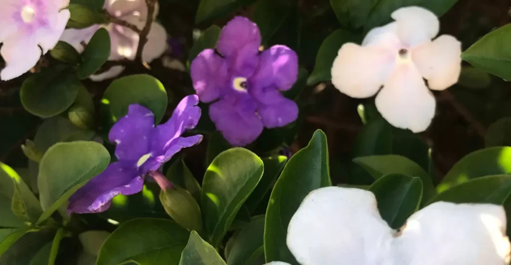 manacá-da-serra cultivo e adubacao