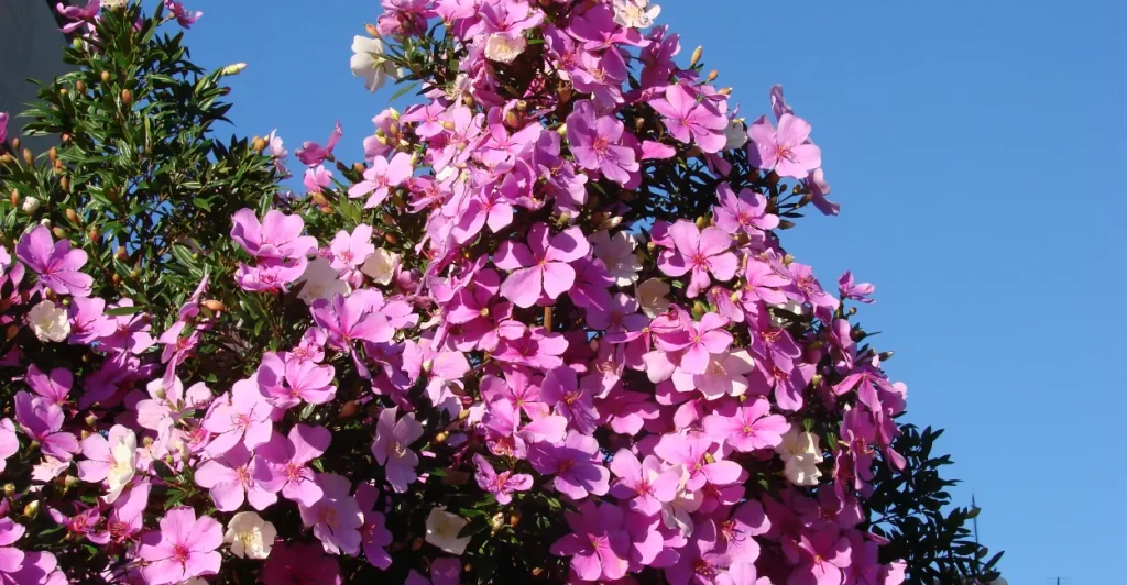 manaca da serra cultivo e adubacao (2)
