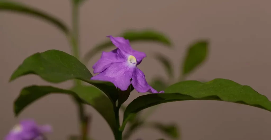 manaca da serra cultivo e adubacao (3)