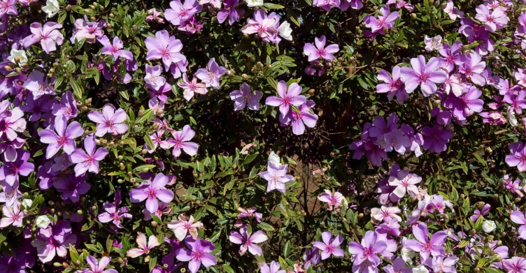 manaca da serra cultivo e adubacao (4)