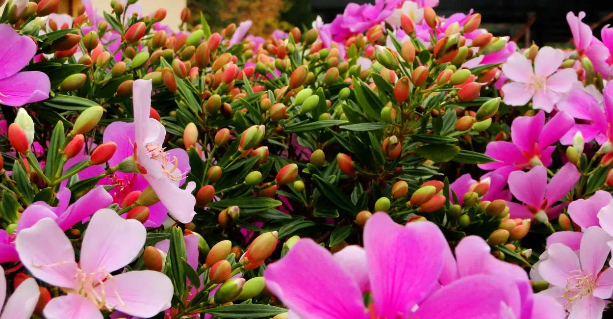 manaca da serra cultivo e adubacao