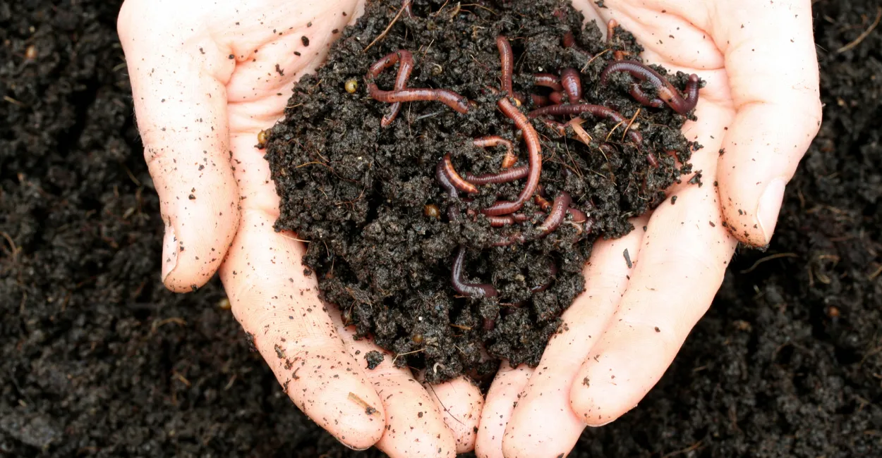 minhocario humus adubo liquido caseiro (2)