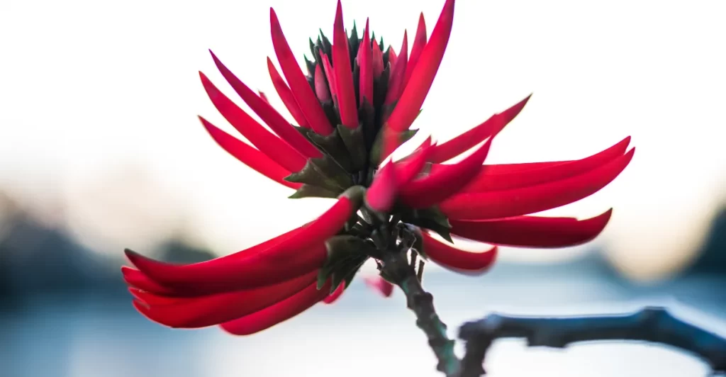 mulungu para que serve beneficios como usar